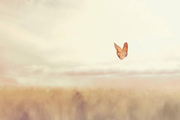 spiritual formation direction healing care formational prayer inner healing prayer centering prayer butterfly transformation taking flight